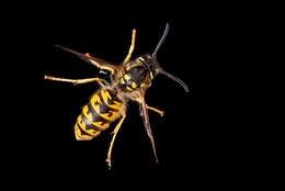 Image of German Wasp