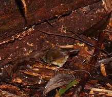 Image of White-browed Scrubwren