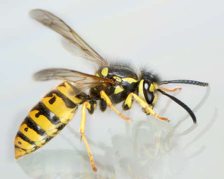 Image of German Wasp