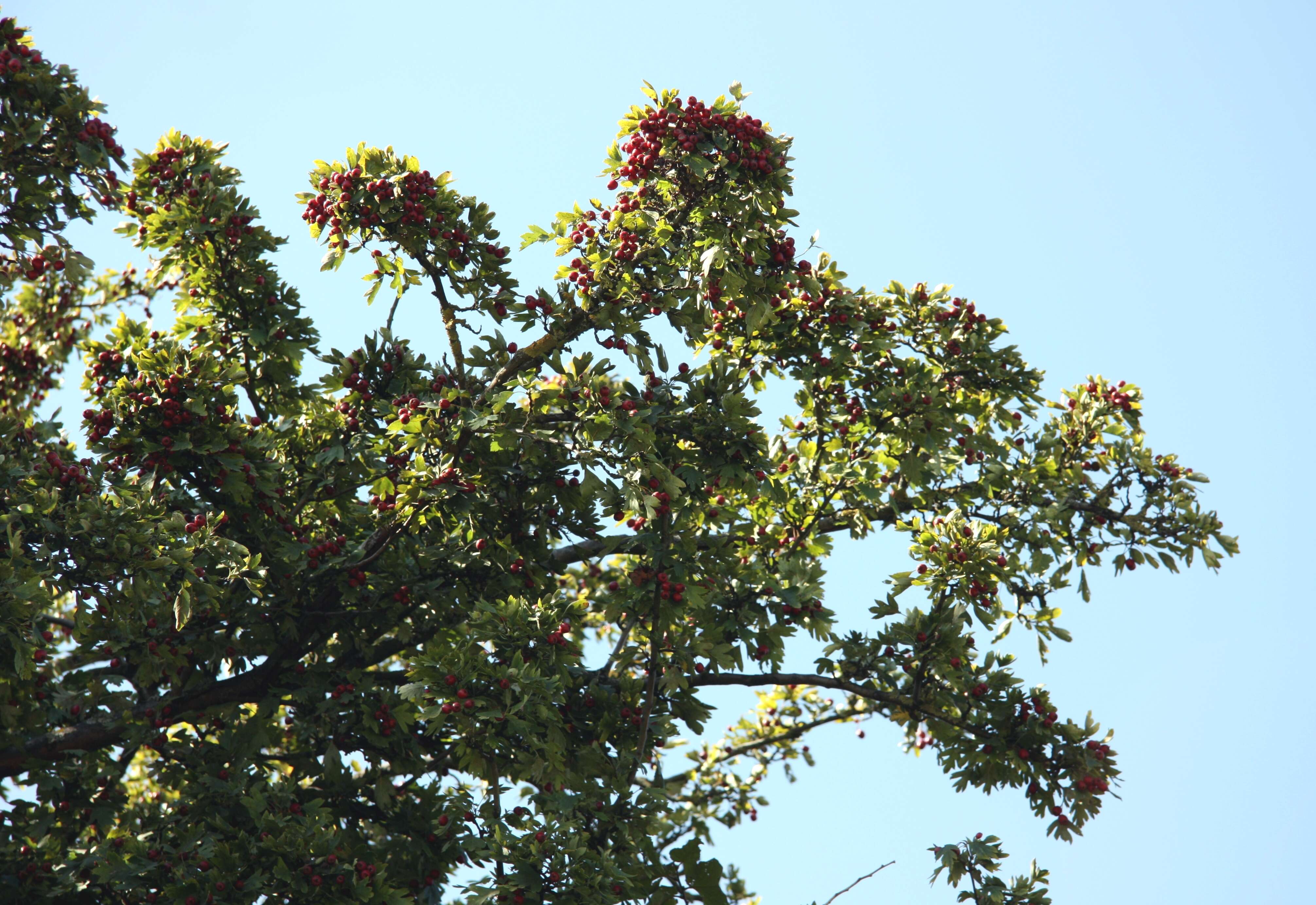 Image of Common Hawthorn