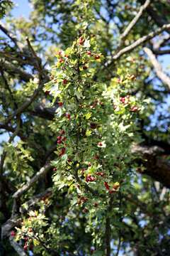 Image of Common Hawthorn