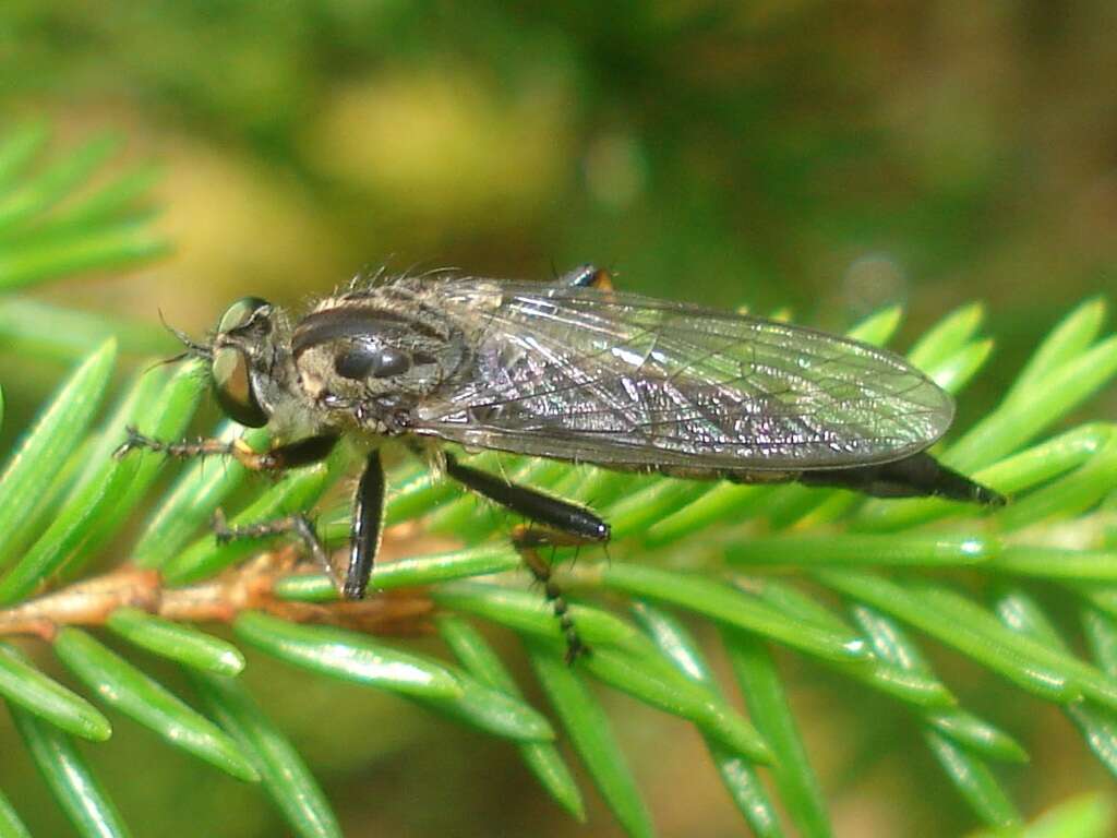 Image of Neoitamus cyanurus (Loew 1849)