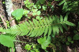 Sivun Polystichum dudleyi Maxon kuva