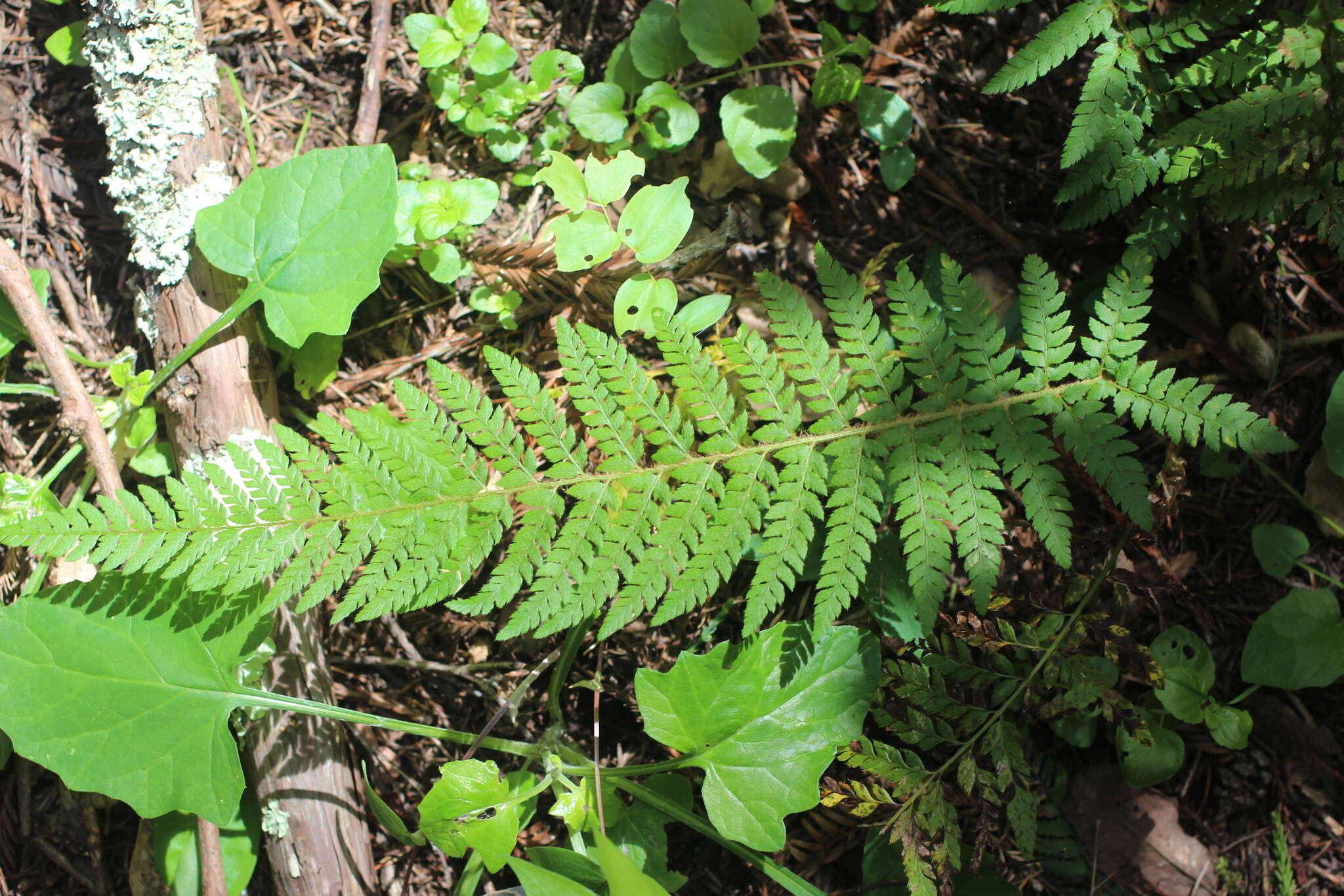 Image of Dudley's swordfern