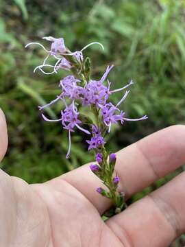 Слика од Liatris microcephala (Small) Schumann