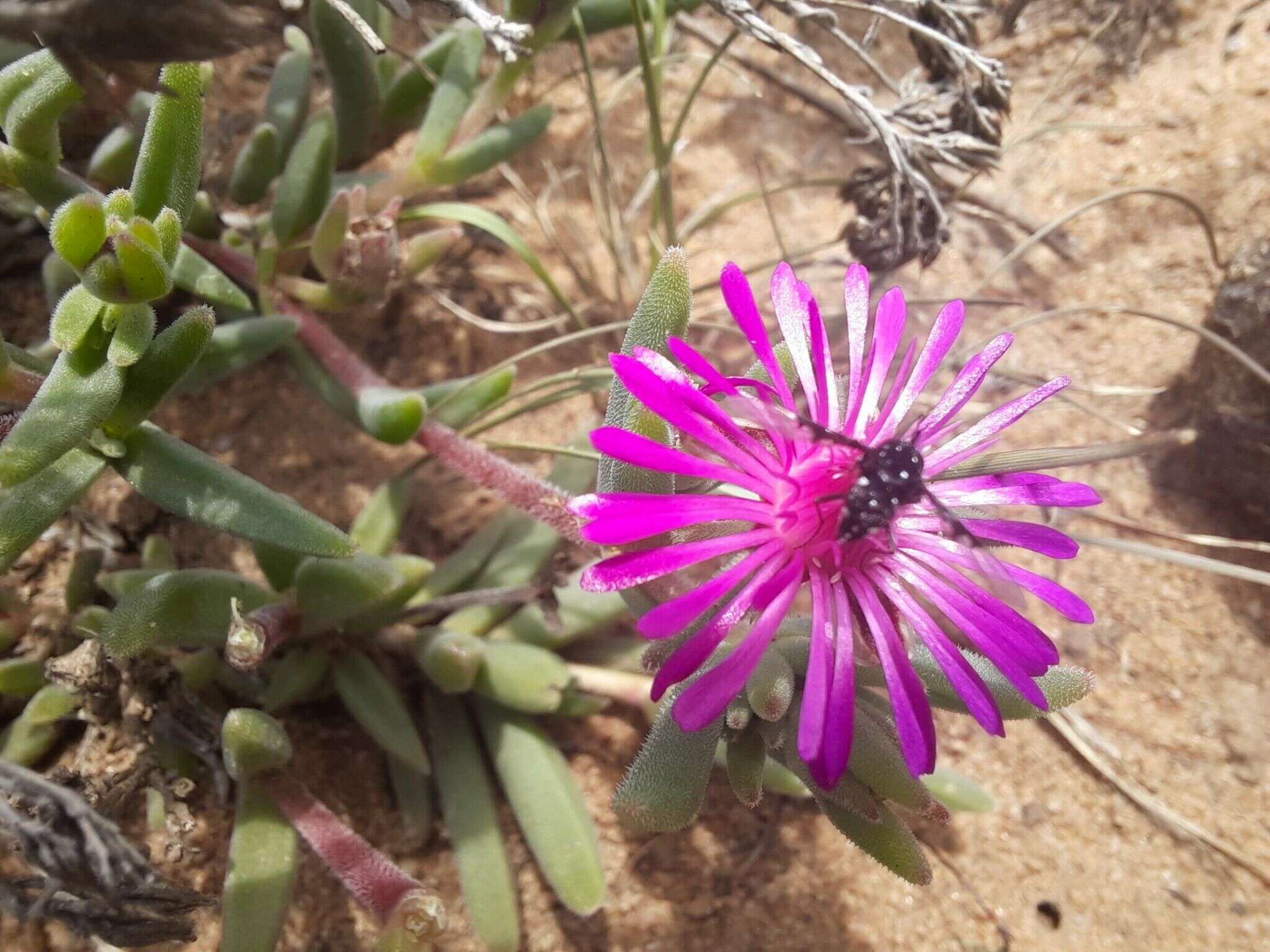 Image of Delosperma pilosulum L & Bolus