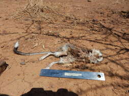 Image of banner-tailed kangaroo rat