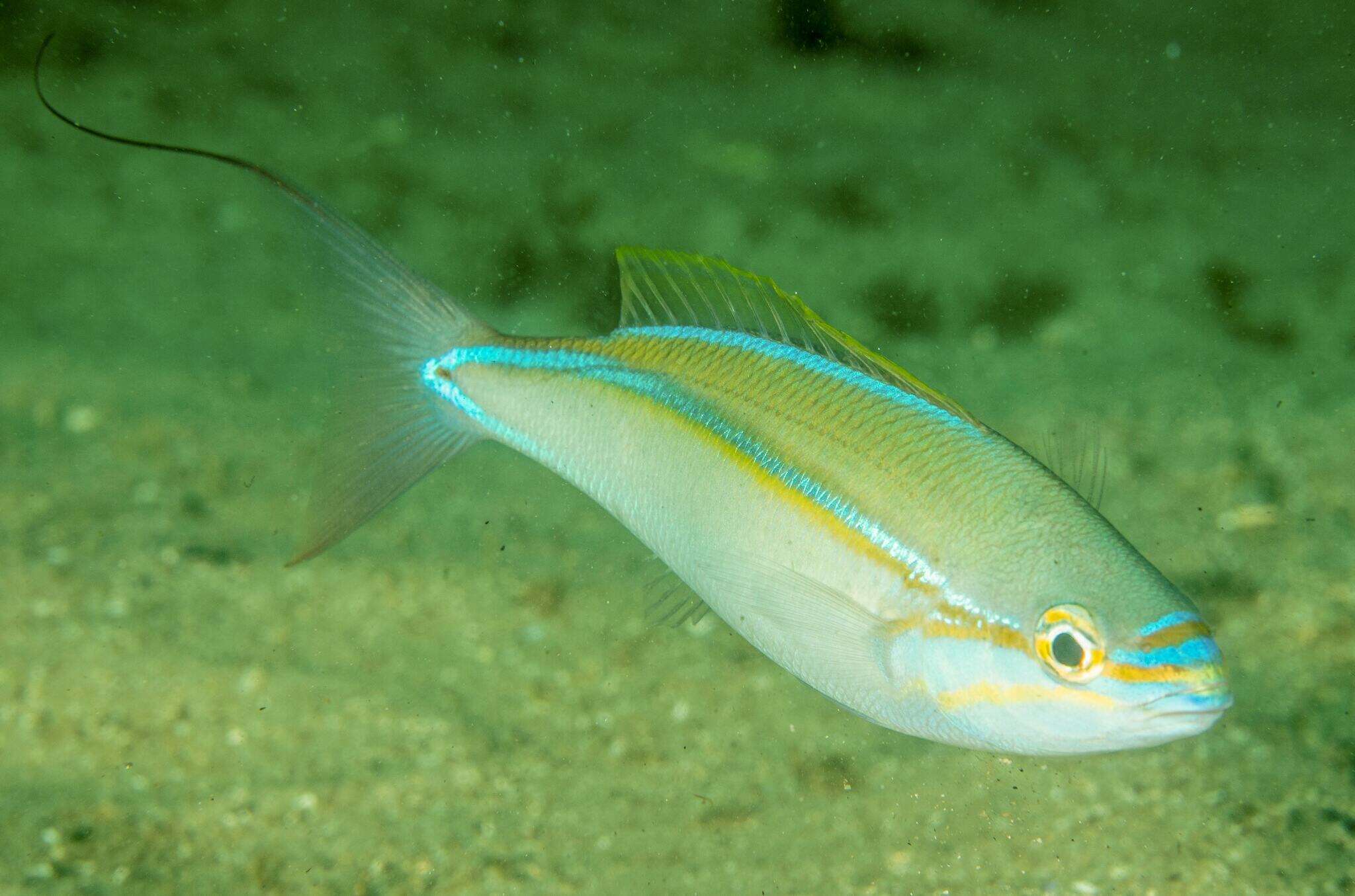 Image of Blue-faced whiptail