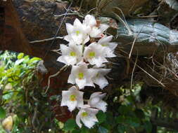 Image of Clowesia rosea Lindl.