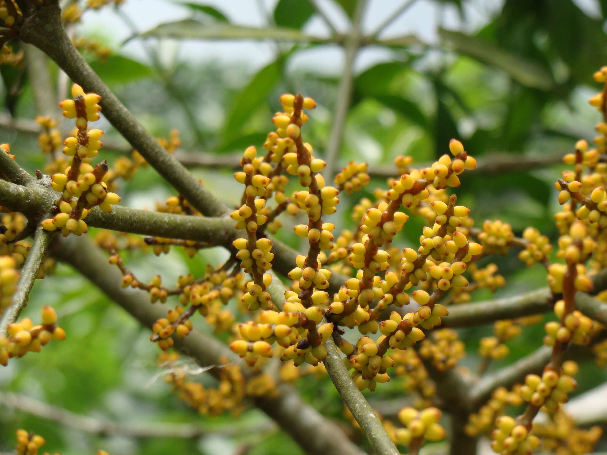 Слика од Phoradendron aurantiacum Trel.