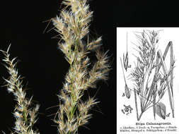 Plancia ëd Achnatherum calamagrostis (L.) P. Beauv.