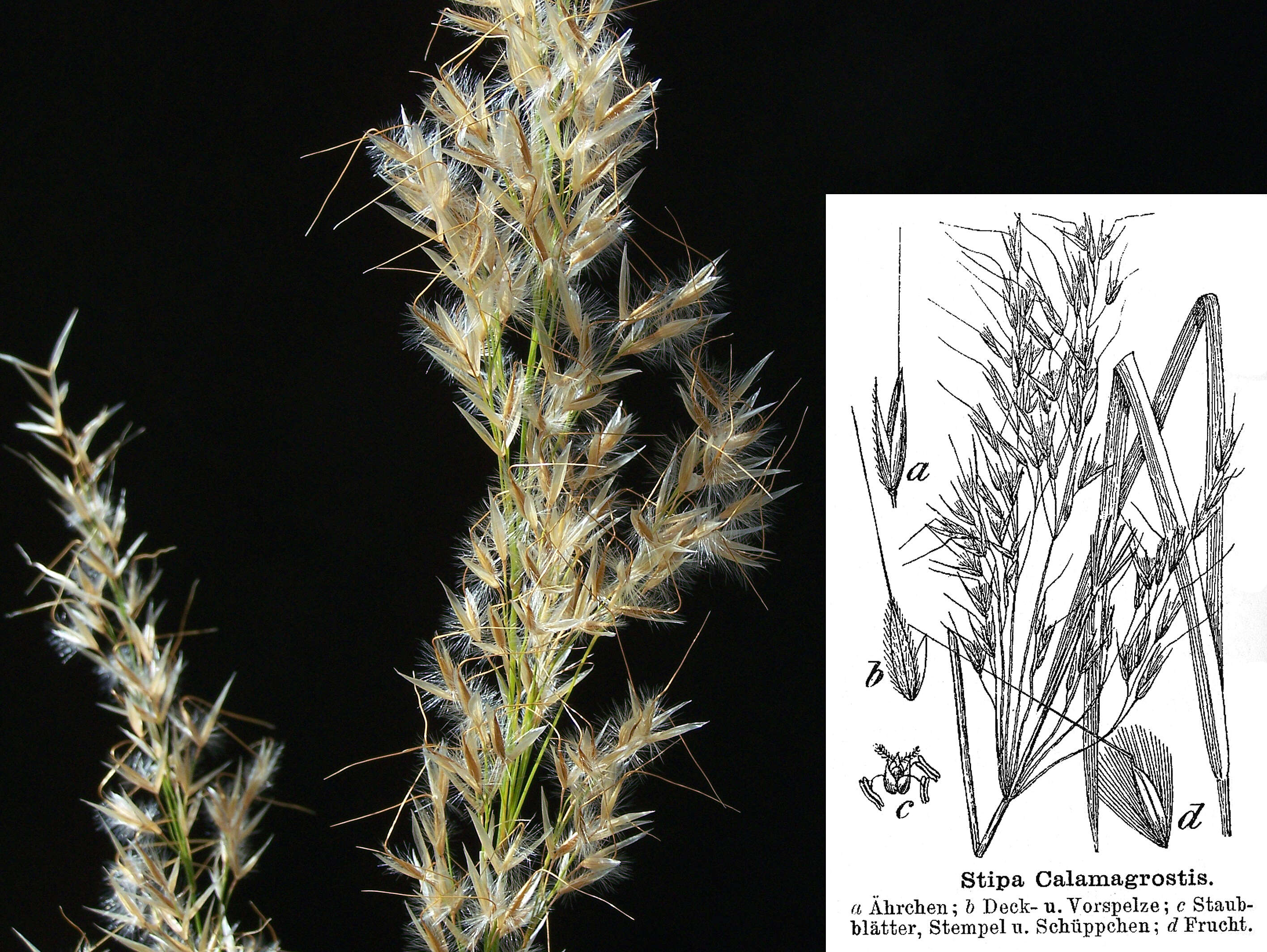 Image of Achnatherum calamagrostis (L.) P. Beauv.