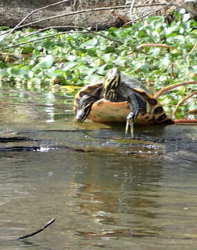 Image of Suwannee cooter