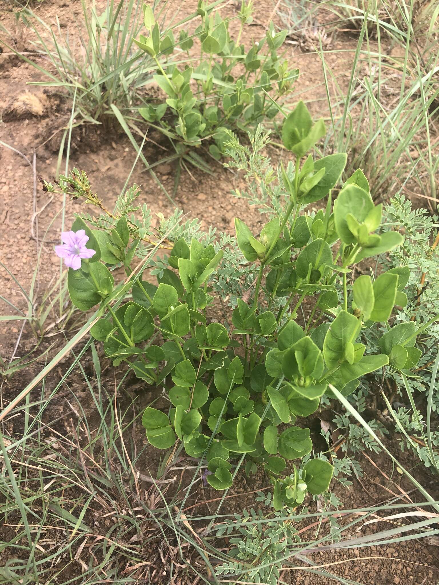 صورة Ruellia cordata Thunb.