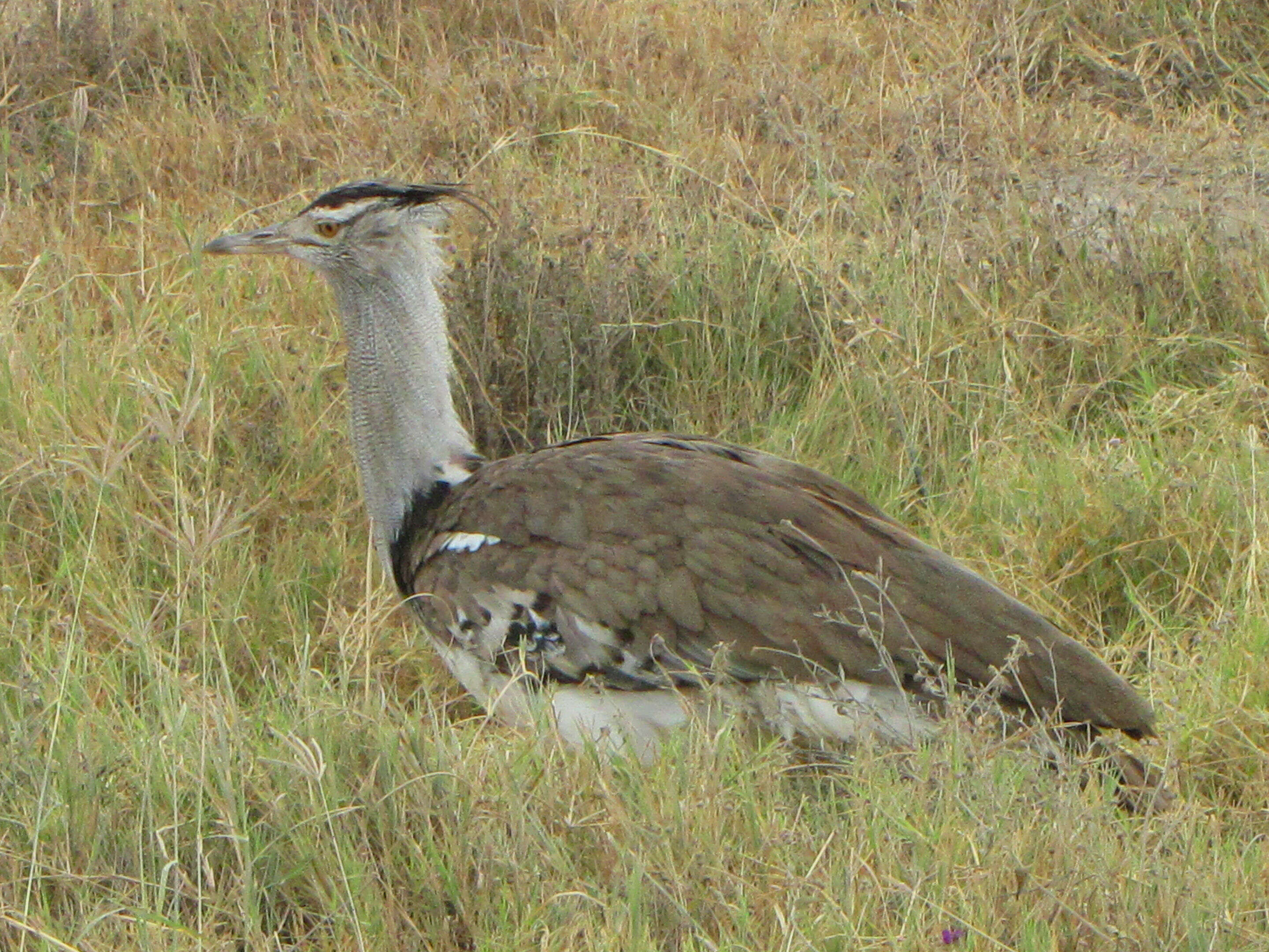 Image of Kori Bustard