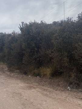 Image of Buddleja coriacea Remy