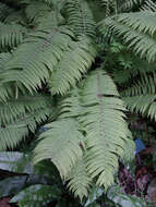 Image of ostrich fern