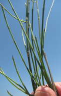 Image of Equisetum ramosissimum subsp. ramosissimum