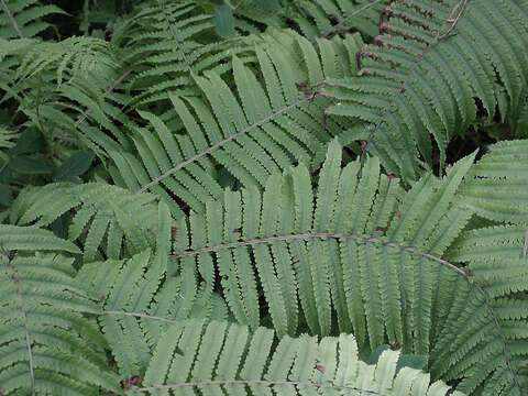 Image of ostrich fern