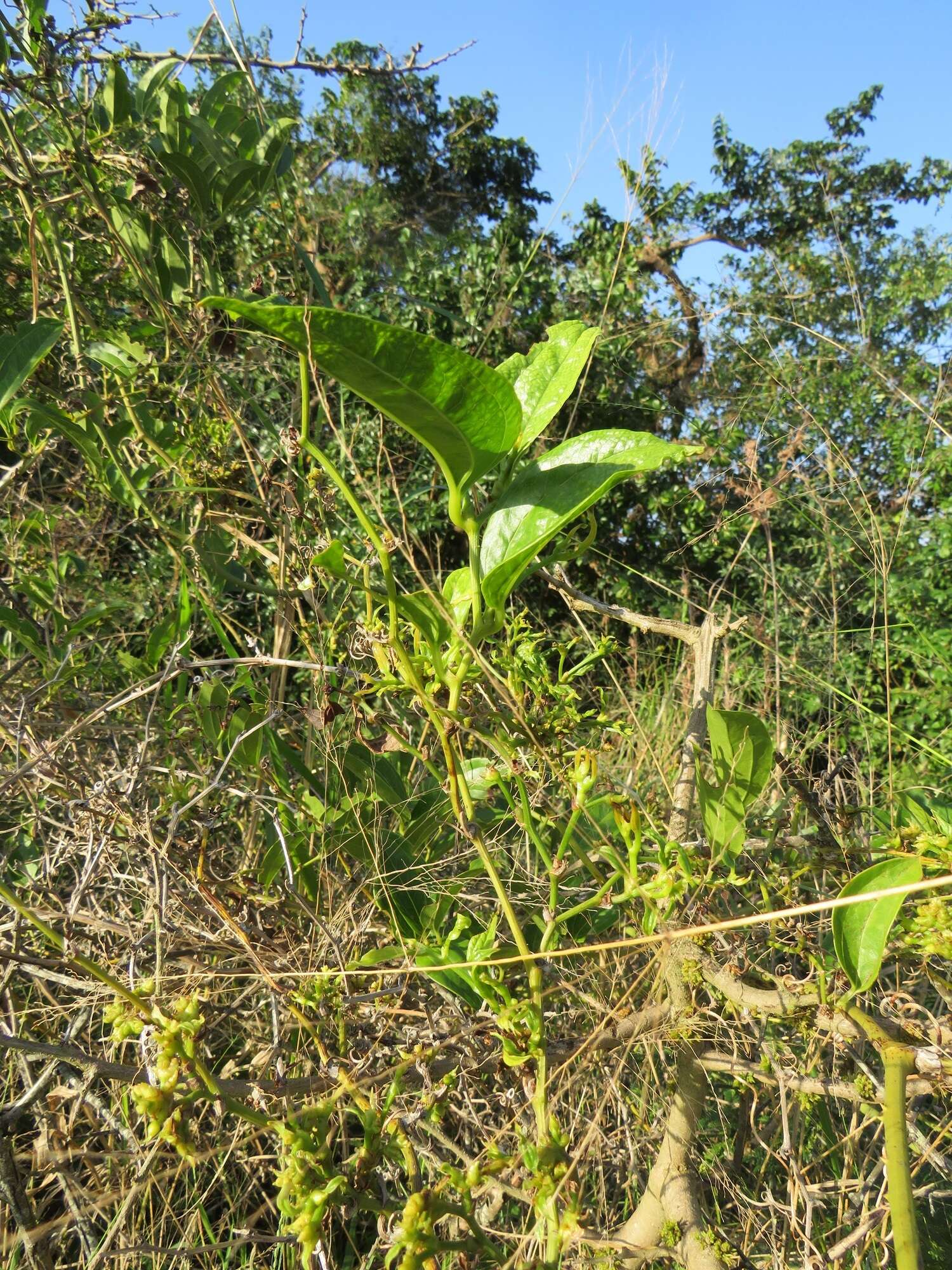 Smilax anceps Willd. resmi