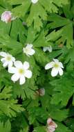 Imagem de Anemonastrum flaccidum (F. Schmidt) Mosyakin