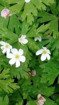 Image of Anemonastrum flaccidum (F. Schmidt) Mosyakin