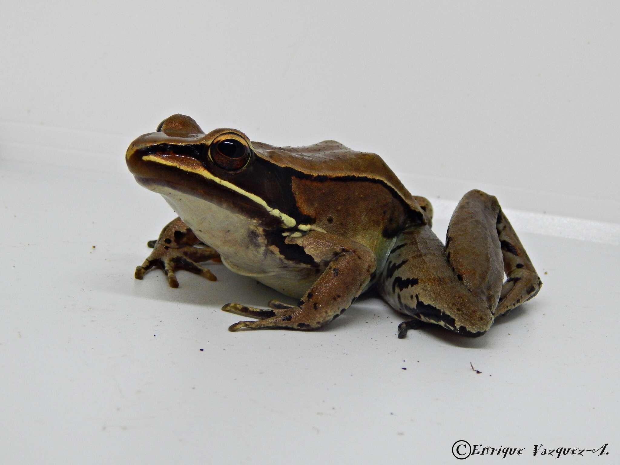 صورة Lithobates sierramadrensis (Taylor 1939)