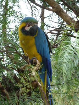 Image of Blue-and-yellow Macaw