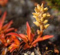 Salix cascadensis Cockerell的圖片