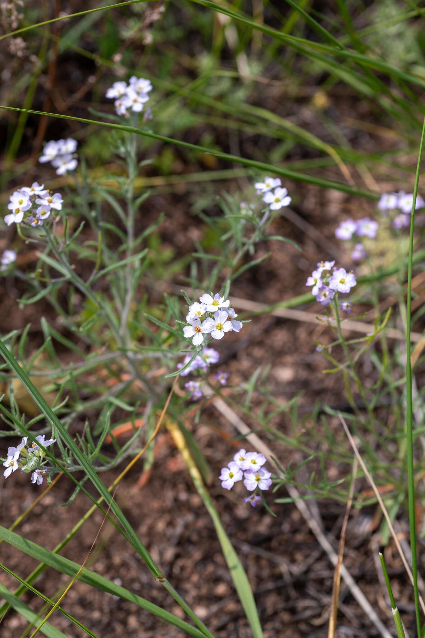 Imagem de Dontostemon integrifolius (L.) Ledeb.