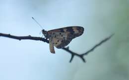 Image of Acraea turna Mabille 1877