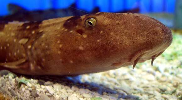 Image of Bluespotted Bamboo Shark