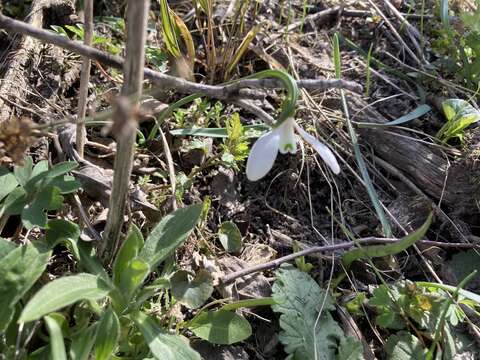 Image of Galanthus angustifolius Koss