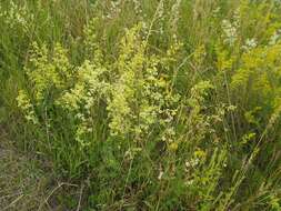 Plancia ëd Galium pomeranicum Retz.