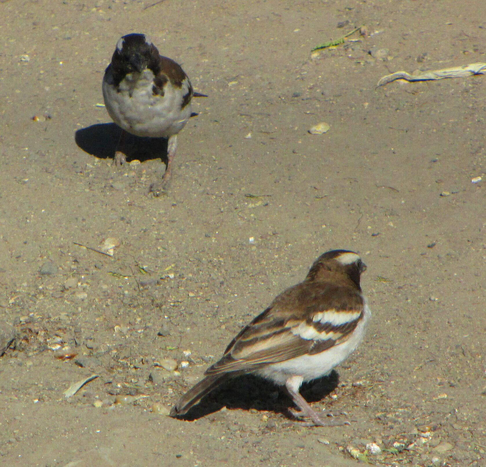 Image of sparrow-weaver