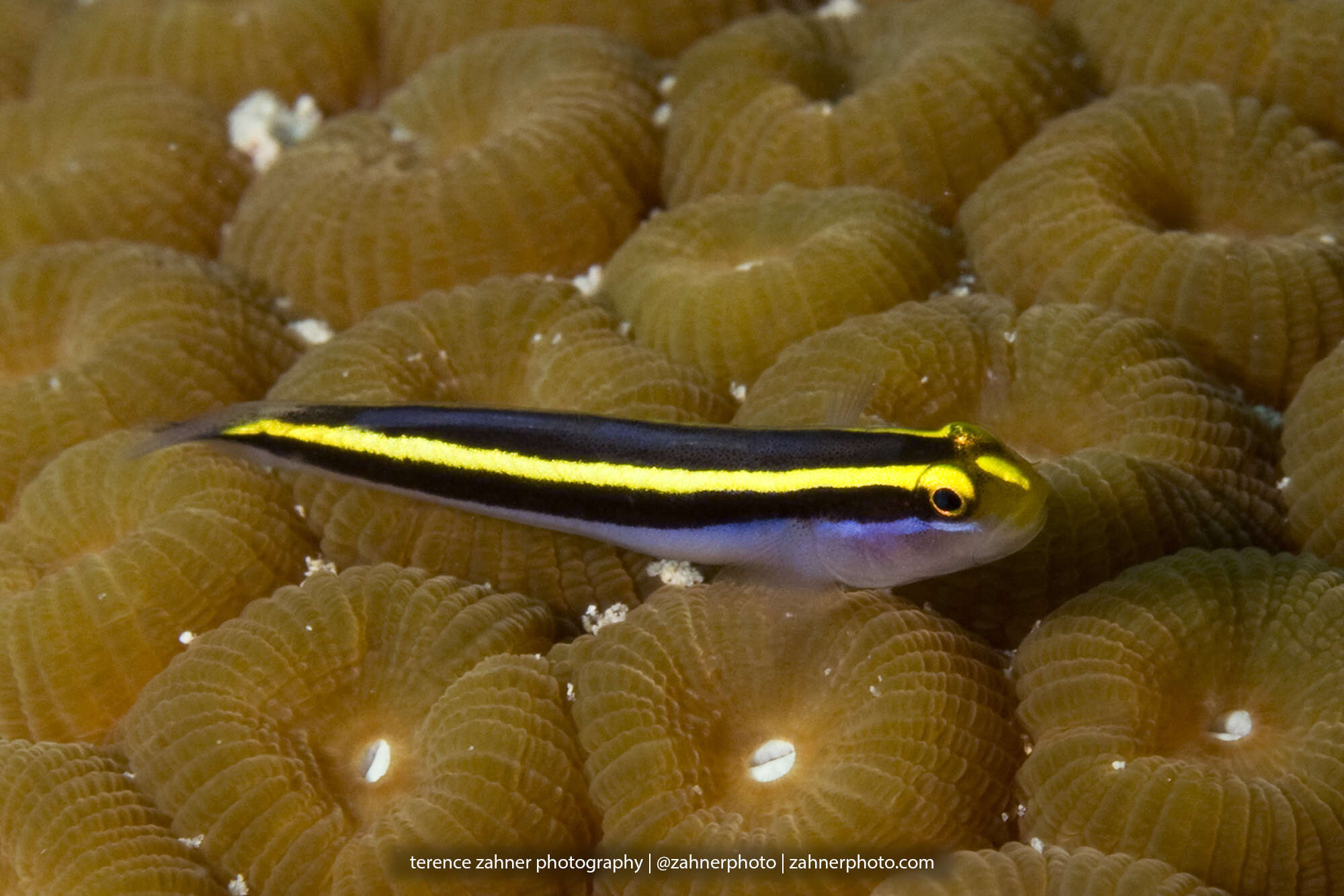 Image of Yellownose goby