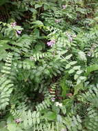 Image of bush vetch