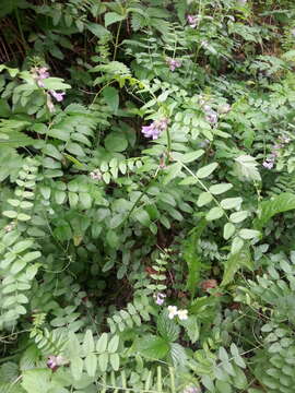 Plancia ëd Vicia sepium L.