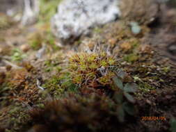 Image of great hairy screw-moss