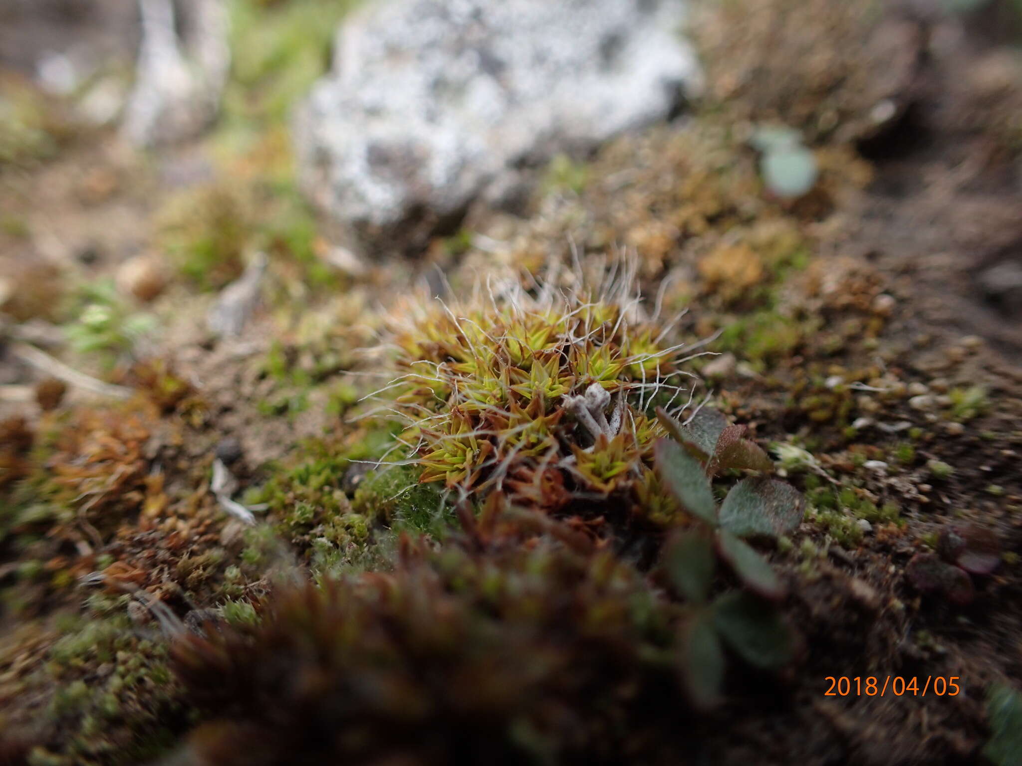 Plancia ëd Syntrichia ruralis Weber & D. Mohr 1803