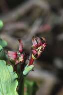 Image of Freesia viridis (Aiton) Goldblatt & J. C. Manning