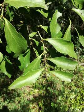 Gymnosporia undata (Thunb.) Szyszyl.的圖片