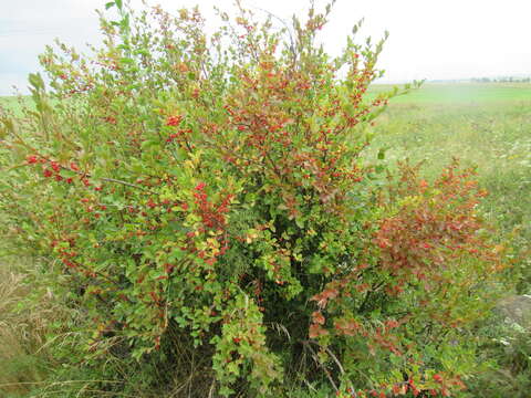 Image of Siberian currant