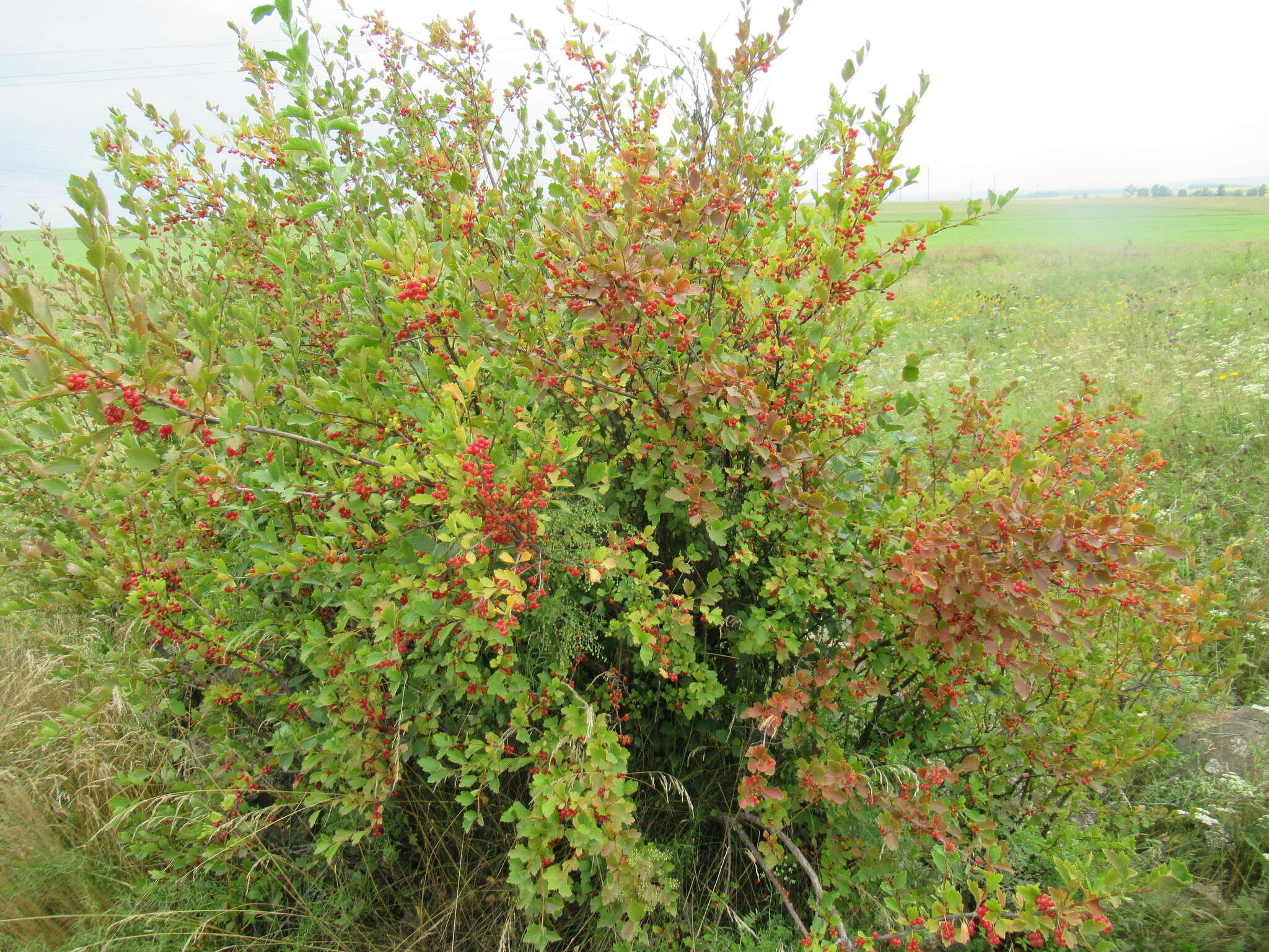 Plancia ëd Ribes diacanthum Pall.