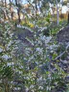 Image of Leucopogon fletcheri Maiden & Betche