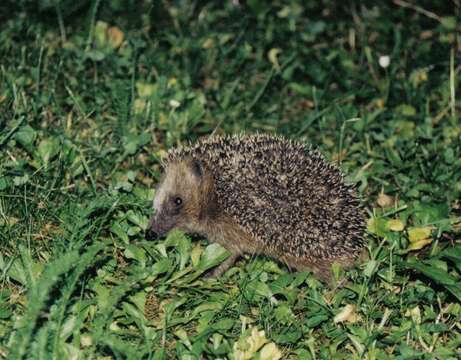 Image of Erinaceus Linnaeus 1758