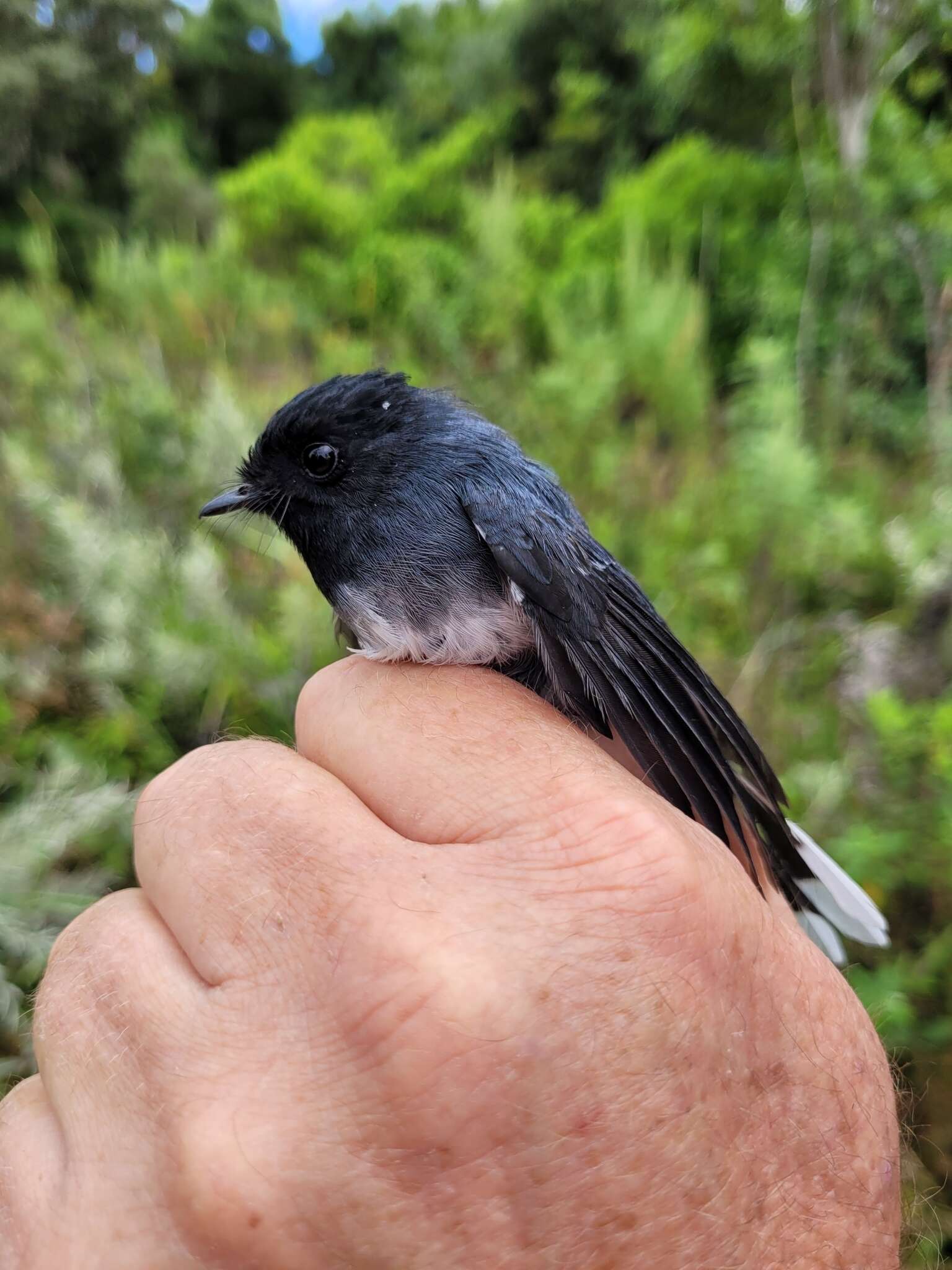 Image of White-tailed Crested Flycatcher