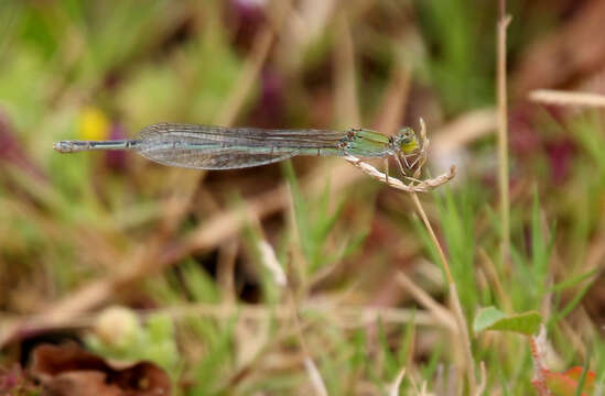 Image of Pseudagrion Selys 1876