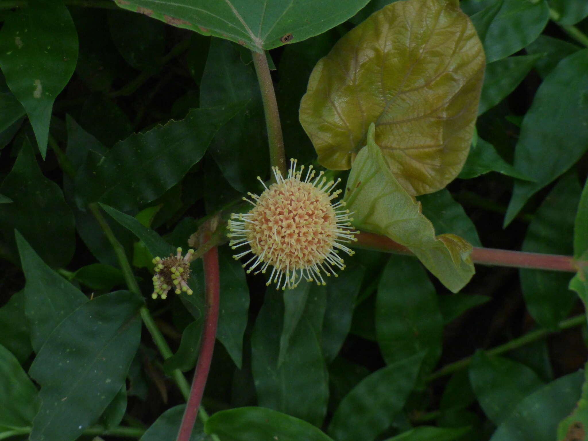 Image of Adina cordifolia (Roxb.) Brandis
