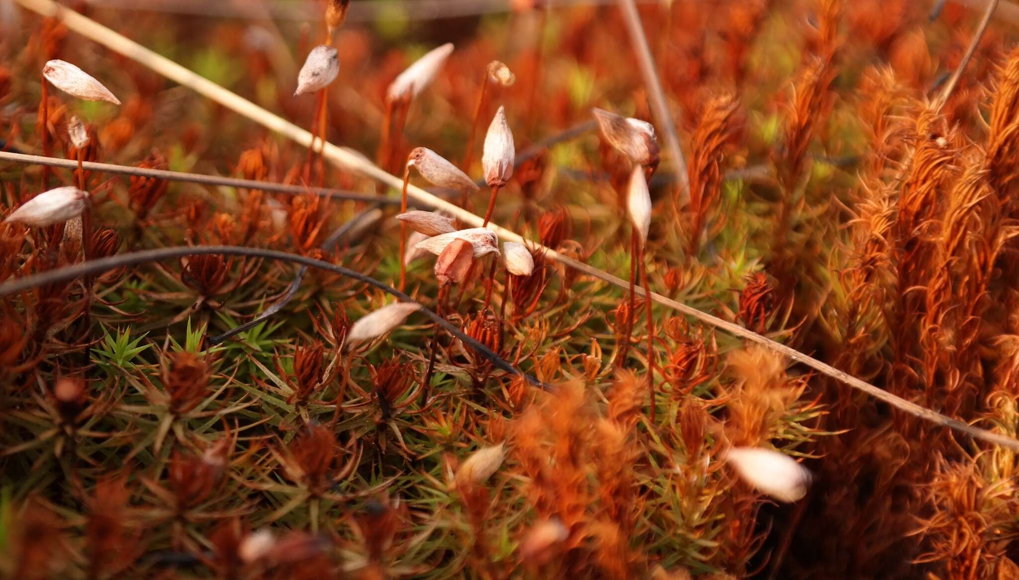 Image of Polytrichum subpilosum Palisot de Beauvois 1805